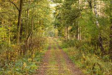 Idyllischer Waldweg im Herbstwald
