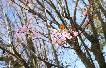 Cherry tree branches in blossom, natural floral background, delicate light pink flowers brightly lit in the sun opposite the blue sky in a sunny spring day, selective focus