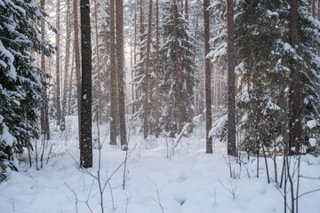 tree trunk wall in winter forest covered with snow and sun shining