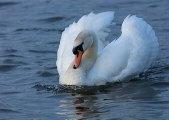 Mute Swan swimming on a pond.