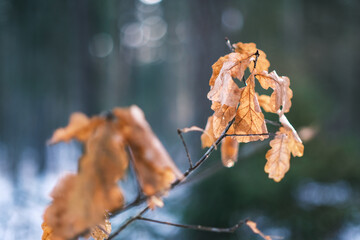small tree branches and leaves frozen in winter with blur background