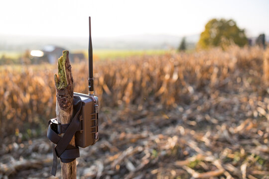 Wildtierkamera mit Sendeantenne auf einem Maisfeld