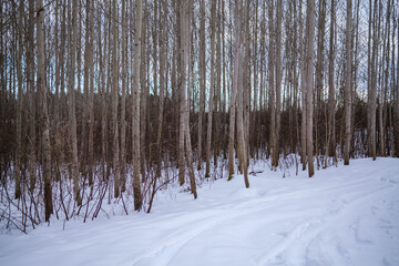 Fototapeta premium tree trunk wall in winter forest covered with snow and sun shining