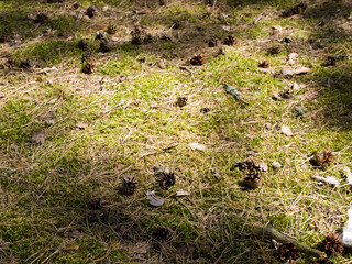 Cones on moss on a sunny meadow in the forest.