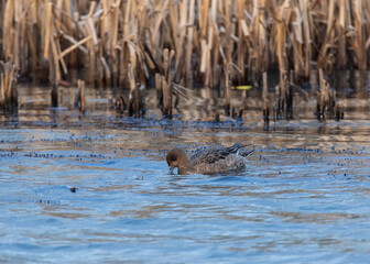 Widgeon, Duck swimming on pond.