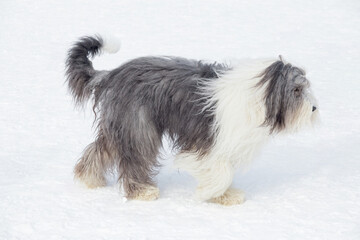 Cute bobtail sheepdog is walking on white snow in the winter park. Pet animals.