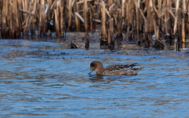 Fototapeta premium Widgeon, Duck swimming on pond.