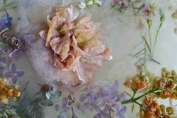 Beautiful flowers in ice . Frozen flowers mix . 