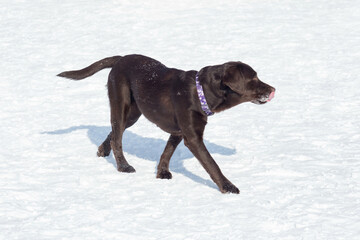 Chocolate labrador retriever is walking on white snow in the winter park. Pet animals.