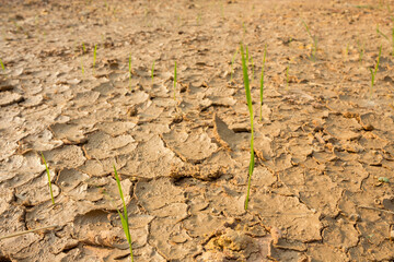 Rice seedlings