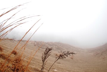 grass in the fog