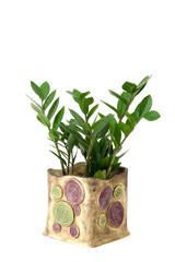 green plant in a clay pot on white background