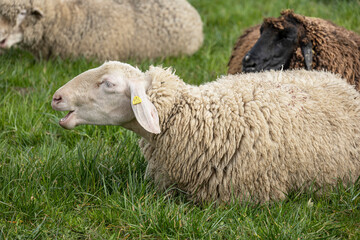 Blöckendes Schaf in einer Schafherde, Kanton Luzern, Schweiz