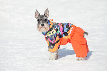 Cute miniature schnauzer puppy in beautiful pet clothing is standing on a white snow in the winter park. Pet animals.
