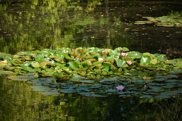 MOSCOW, RUSSIA - September 1, 2020: A pond with lotus flowers in Sokolniki Park