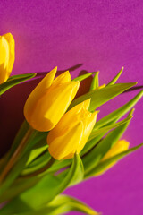 Obraz premium Yellow tulips on a purple background, soft focus. Postcard, congratulations for women, wallpaper
