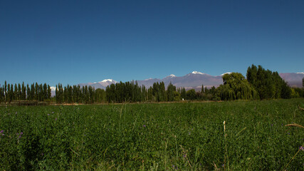 Obraz premium Grassland with small purple flowers along with trees and the Andes Mountains in the background in Barreal, Argentina.