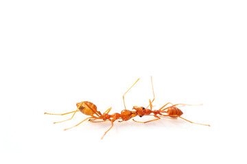 fighting, two ant fight,selective eyes focus, in high definition on white background, macro