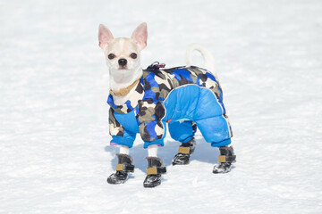 Cute chihuahua puppy in beautiful pet clothing and pet boots is standing on a white snow in the...