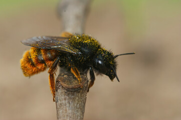 Closeup of a female of  the two colored mason bee , Osmia bicolor