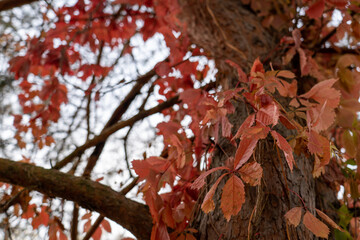 Colorful trees, tree trunks close-up. Idyllic fairy autumn landscape. Green, red, orange and yellow leaves. Natural pattern. Environmental conservation theme.