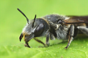 Facial closeup of a female  Viper's Bugloss Mason Bee, Hoplitis adunca on a green leaf