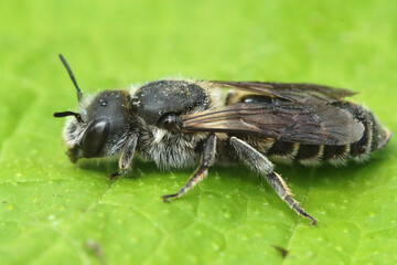 Closeup of a female  Viper's Bugloss Mason Bee, Hoplitis adunca on a green leaf