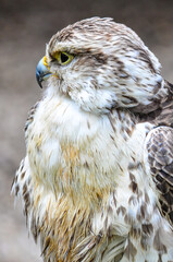 red tailed hawk