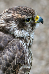 Greifvogel Kopf und Schnabel