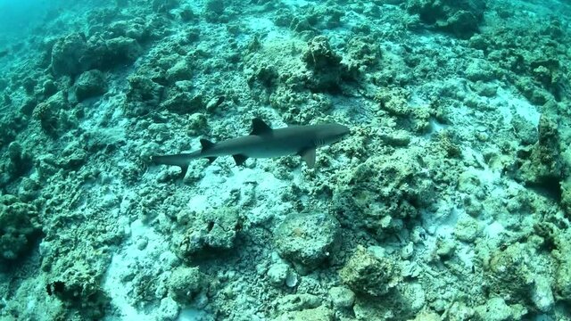 Shark In Shallow Water