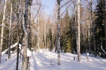 birch trees in the winter forest