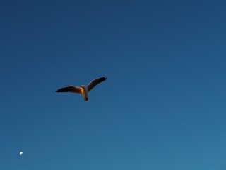 Seagull flying with moon in the background at Port Melbourne Beach in Australia