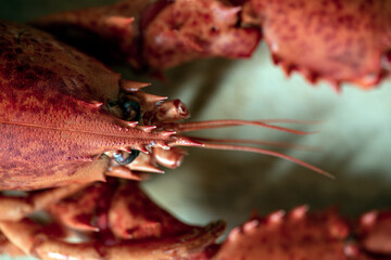 close up of a lobster, nacka, sverige, stockholm,sweden
