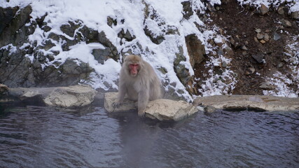 monkey in onsen in Nagano Japan