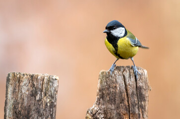 Great tit close up ( Parus major )