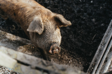 high-angle view of pig looking up