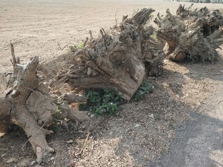 Trunks of cutted trees put beside the road.