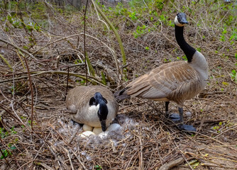 Canada goose  Male and female goose on a nest with eggs on an island among trees