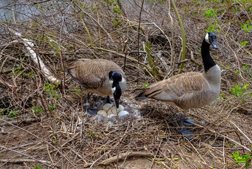 Naklejka na ściany i meble Canada goose Male and female goose on a nest with eggs on an island among trees