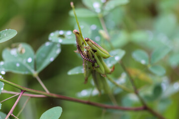 grasshopper on a leaf