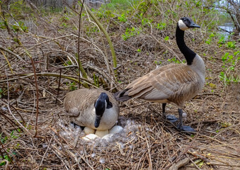 Canada goose  Male and female goose on a nest with eggs on an island among trees