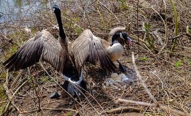 Canada goose  Male and female goose on a nest with eggs on an island among trees