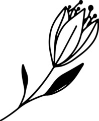 Vector doodle abstract drawing herbs and flowers, minimal floral elements desing
