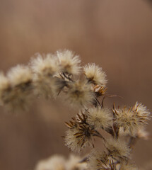 Close-up photo of dried flowers. Soft focus. Natural background.