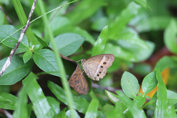 butterfly on leaf