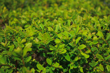 green grass background