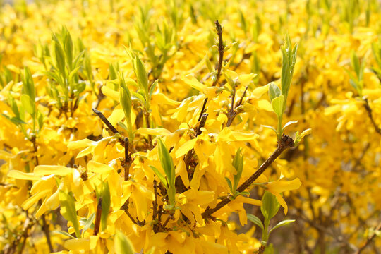 Blooming Forsythia Lynwood Gold branches, yellow flowers spring background  Royalty Free Stock images