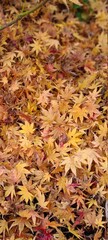 autumn leaves background