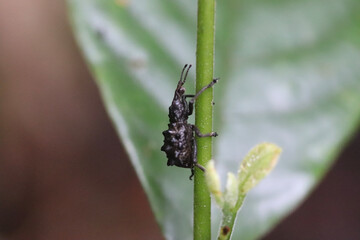 beetle on the flower