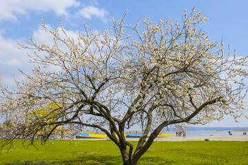 Fruit cherry tree blooming in park with green grass near river